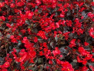 Red flowering begonia plants in summer