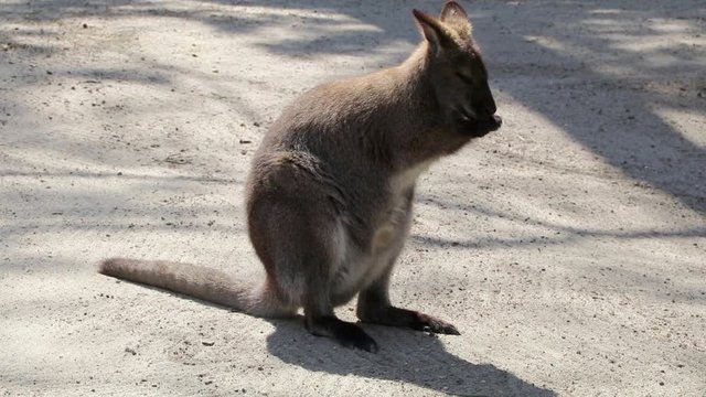 Wallaby standing cleaning hands and face