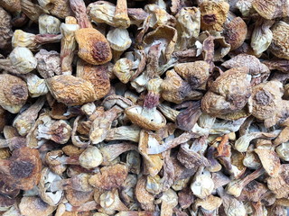 Close up of dried mushrooms top view