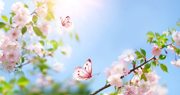 Beautiful pink butterfly and cherry blossom branch in spring on blue sky background, soft focus. Amazing elegant artistic image of spring nature, frame of pink Sakura flowers and butterfly.