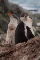 Fototapeta premium Pair of Gentoo baby chick penguins on the stone nest in Antarctica, Argentine Islands.