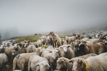 Gang de Moutons