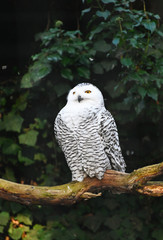 Fototapeta premium a snow owl on a tree at night
