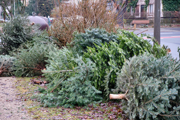 Dry and old Christmas trees are lying at a collection point in a residential area in order to be collected by public services