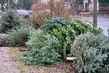 Dry and old Christmas trees are lying at a collection point in a residential area in order to be...