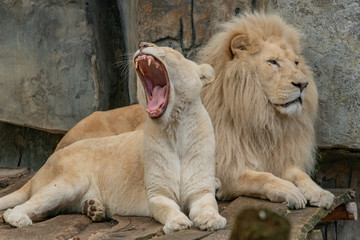 a male and female white lion lie side by side on a wooden platform. The female white lion  is showing her teeth while yawning