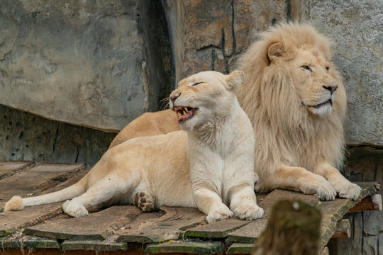 a male and female white lion lie side by side on a wooden platform. The female white lion is showing her teeth while yawning
