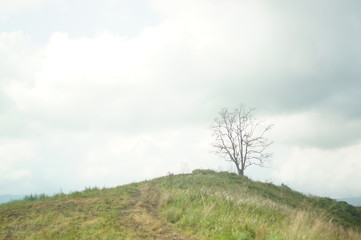 Obraz premium Plateau with a few trees under the foot of the mountain and was once a wilderness