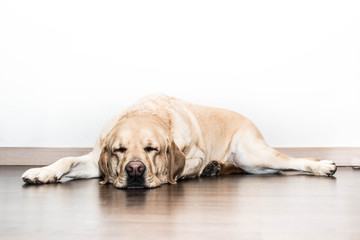 Perro Labrador durmiendo