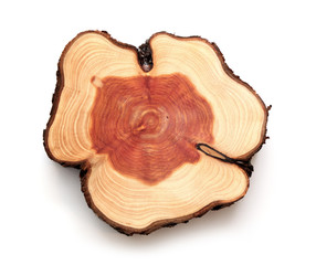 A slice of Thuja wood representing profile of cut tree.