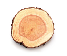 A slice of Thuja wood representing profile of cut tree.