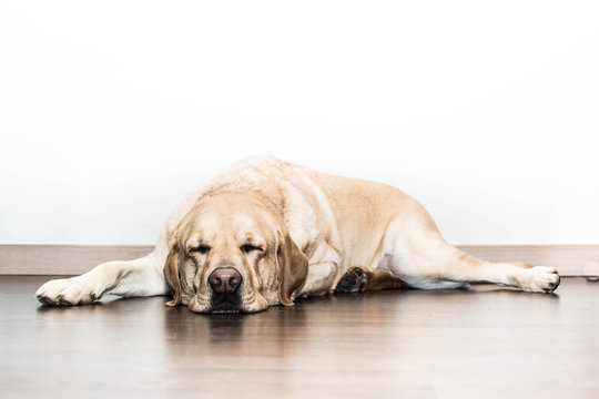 Perro Labrador durmiendo