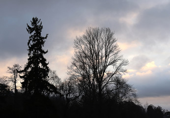 Fototapeta na wymiar Silhouettes of trees against the sunset sky