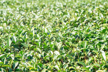 Beautiful green tea crop garden rows scene with blue sky and cloud, design concept for the fresh tea product background, copy space.