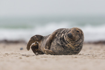 male gray seal (halichoerus grypus) lying on sand beach at sea shore