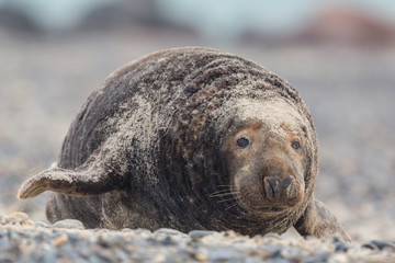 front view male gray seal bull (halichoerus grypus) approaching