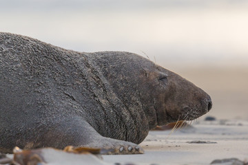 Obraz premium close-up male gray seal bull (halichoerus grypus) on sand beach