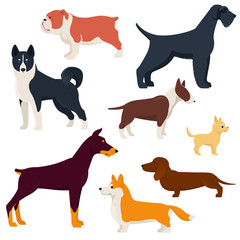 Set of different breeds dogs. Purebred dogs. Corgi, Doberman, Dachshund, Laika, etc. Flat vector illustration on white