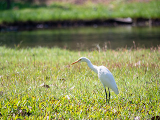 White Egret Bird at Wachirabenchathat Public Park Bangkok Thailand