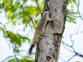 Squirrel on The Tree at Wachirabenchathat Public Park Bangkok Thailand