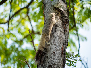 Obraz premium Squirrel on The Tree at Wachirabenchathat Public Park Bangkok Thailand