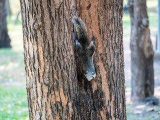 Obraz premium Squirrel on The Tree at Wachirabenchathat Public Park Bangkok Thailand