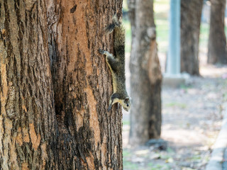 Squirrel on The Tree at Wachirabenchathat Public Park Bangkok Thailand