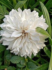 white flower green plant in the park 