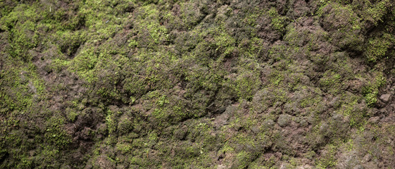 Moss green texture. Moss background. Green moss on grunge texture, background