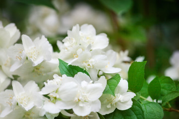 White jasmine flowers blossom on green leaves blurred background closeup, delicate jasmin flower blooming branch macro, spring floral bunch, beautiful springtime orchard nature, summer garden in bloom