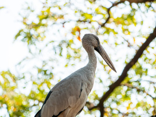 White Stork at Wachirabenchathat Public Park Bangkok Thailand