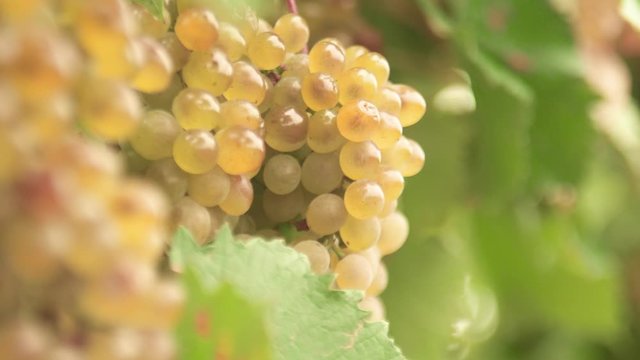 Transparent and sweet amber white grapes