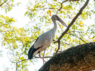 White Stork at Wachirabenchathat Public Park Bangkok Thailand