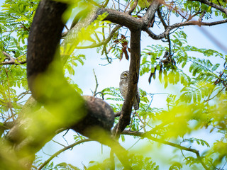 Spotted Owlet, Athene Brama at Wachirabenchathat Public Park Bangkok Thailand