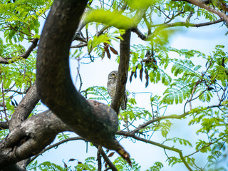 Spotted Owlet, Athene Brama at Wachirabenchathat Public Park Bangkok Thailand