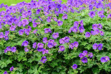 Obraz premium Many small delicate blue flowers and green leaves of Geranium pratense wild plant, commonly known as the meadow crane's-bill or geranium in a British cottage style garden in a sunny summer day
