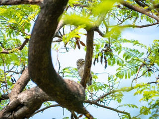 Spotted Owlet, Athene Brama at Wachirabenchathat Public Park Bangkok Thailand