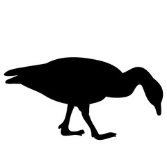 isolated, black silhouette of a goose, icon
