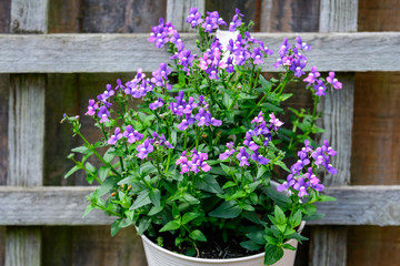 Fototapeta na wymiar Mixed small vivid blue colored decorative flowers in a garden pot displayed in front of a wooden wall in a British cottage style garden in a sunny summer day 