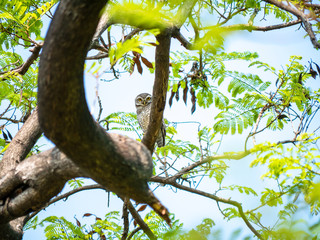 Spotted Owlet, Athene Brama at Wachirabenchathat Public Park Bangkok Thailand