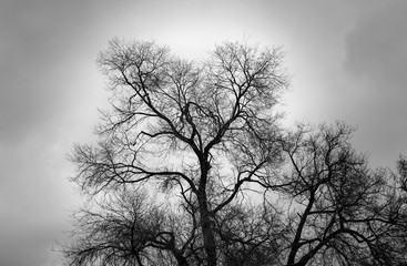 black silhouette of a branchy tree against a cloudy sky