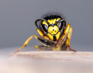 Extreme close-up of a wasp against a blurred grey background
