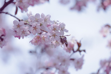 pink Japanese cherry blossoms on a flowering tree branch in spring