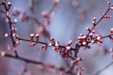 apricot flower buds pink on a branch in spring close-up