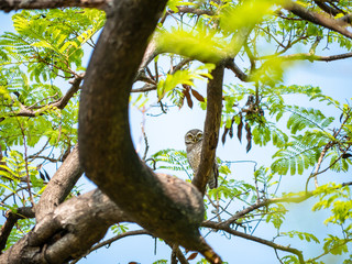 Spotted Owlet, Athene Brama at Wachirabenchathat Public Park Bangkok Thailand