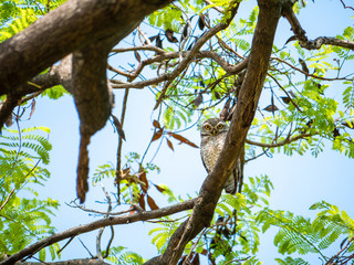 Spotted Owlet, Athene Brama at Wachirabenchathat Public Park Bangkok Thailand