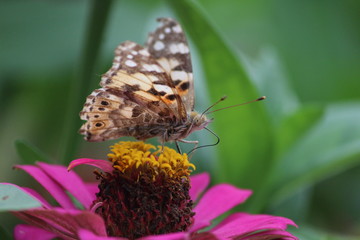  butterfly wallpaper and background
