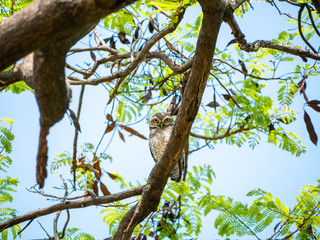 Spotted Owlet, Athene Brama at Wachirabenchathat Public Park Bangkok Thailand