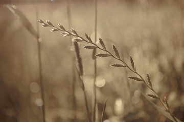 a spikelet of wild grass in the sunlight on a blurred background