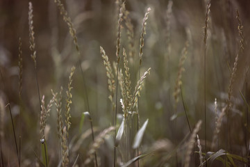 Fototapeta premium flowering spikelets of wild grass
